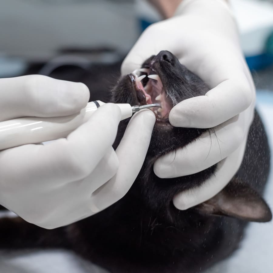 Pet Dental Care | Vet Dentistry Harlingen