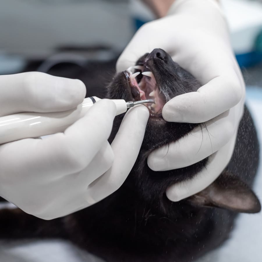 Dental Care, Harlingen Vet