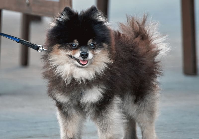 Specialists | Altas Palmas Animal Clinic | Harlingen Speciality & Emergency Vet