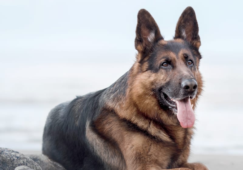 Welcome to Altas Palmas Animal Clinic in Harlingen! Welcome to Altas Palmas Animal Clinic in Harlingen!